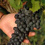 奎西酒庄酒店 Saussignac
