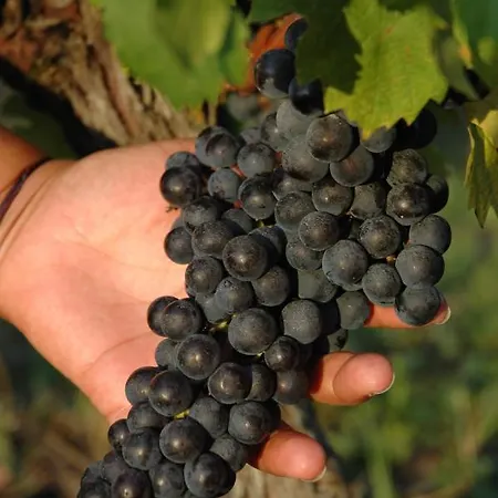 Domaine De La Queyssie Saussignac