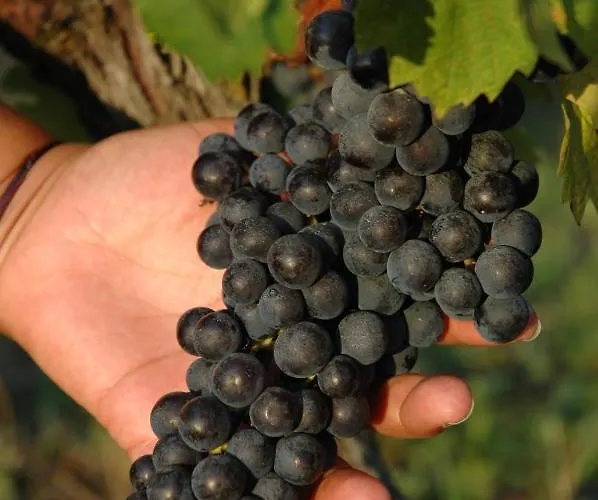 Domaine De La Queyssie Saussignac